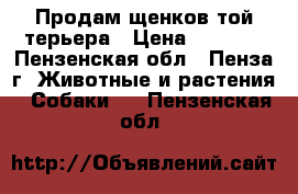 Продам щенков той-терьера › Цена ­ 8 000 - Пензенская обл., Пенза г. Животные и растения » Собаки   . Пензенская обл.